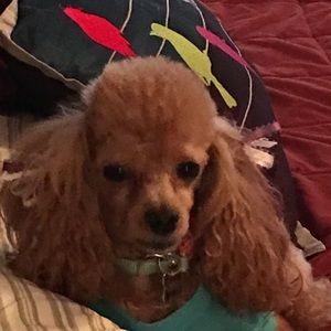 Meet your Posher, Dee